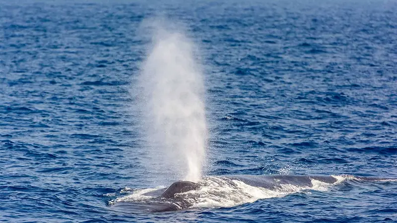 Cá voi phun nước ngoài biển